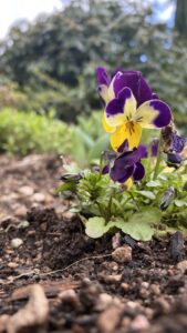 La fleur de la pensée au printemps