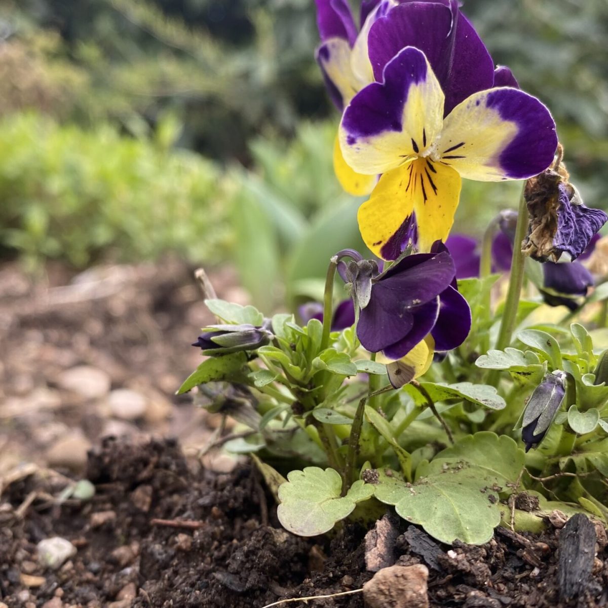 La fleur de la pensée au printemps